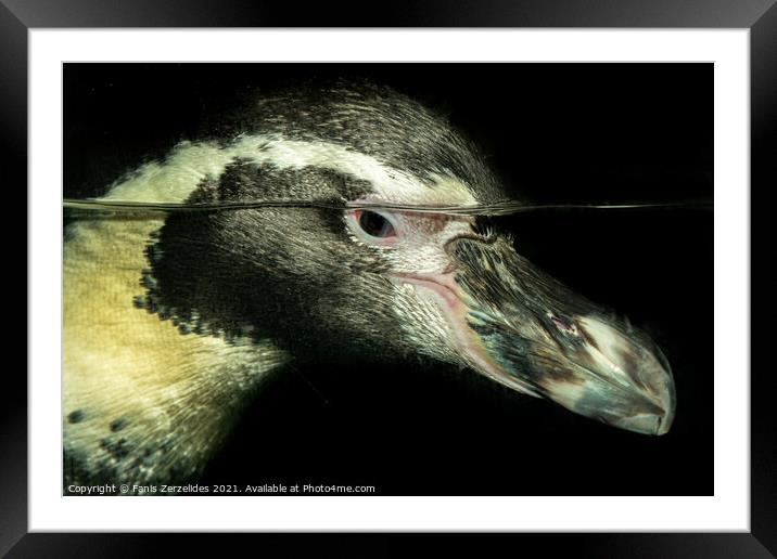 Penguin Underwater Framed Mounted Print by Fanis Zerzelides