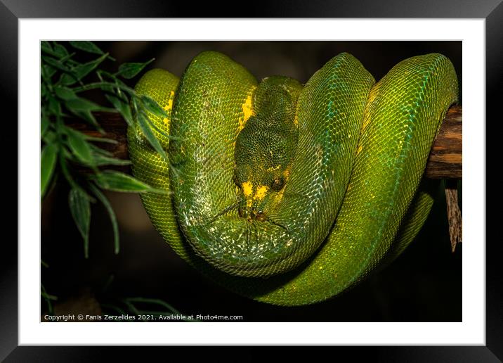 Green Python  Framed Mounted Print by Fanis Zerzelides