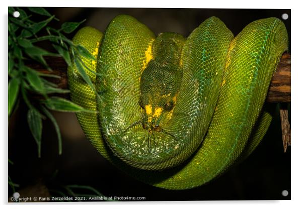 Green Python  Acrylic by Fanis Zerzelides