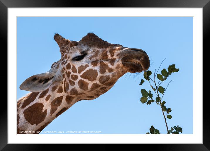 Lunch Time Framed Mounted Print by Fanis Zerzelides