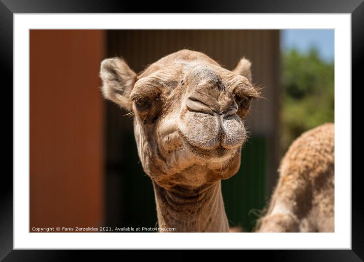 A Smiling Camel Framed Mounted Print by Fanis Zerzelides