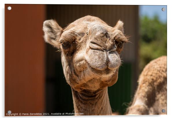 A Smiling Camel Acrylic by Fanis Zerzelides