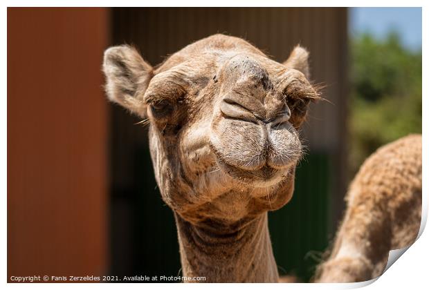 A Smiling Camel Print by Fanis Zerzelides
