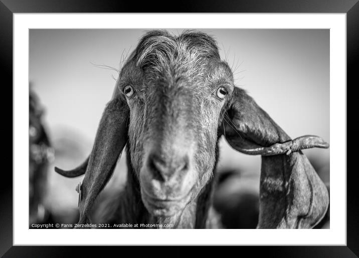 Imperfect Goat Framed Mounted Print by Fanis Zerzelides