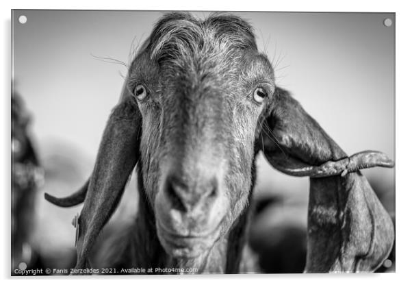 Imperfect Goat Acrylic by Fanis Zerzelides