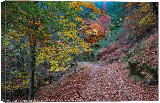 Beautiful autumn forest path Canvas Print by Paulo Rocha