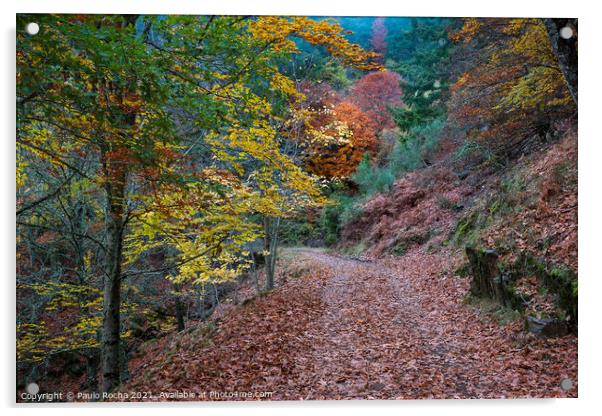Beautiful autumn forest path Acrylic by Paulo Rocha