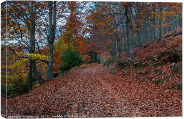 Beautiful autumn forest path Canvas Print by Paulo Rocha
