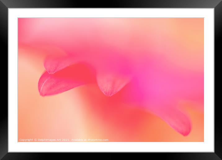 Delicate pink petals, flower abstract art Framed Mounted Print by Delphimages Art