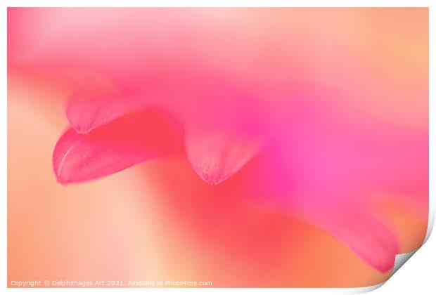 Delicate pink petals, flower abstract art Print by Delphimages Art