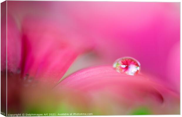 Pink daisy in a water drop, flower art Canvas Print by Delphimages Art