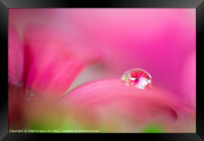 Pink daisy in a water drop, flower art Framed Print by Delphimages Art