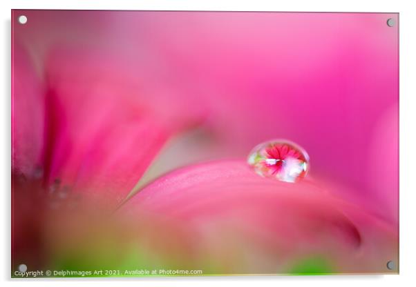 Pink daisy in a water drop, flower art Acrylic by Delphimages Art