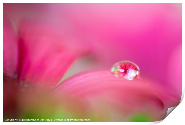 Pink daisy in a water drop, flower art Print by Delphimages Art