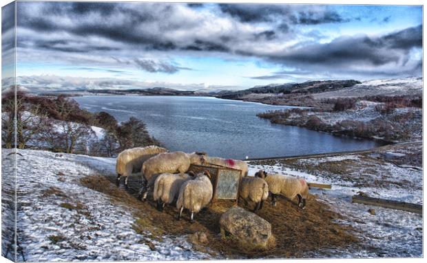 Sheep feeding in snowy landscape Scotland Canvas Print by Jacqi Elmslie