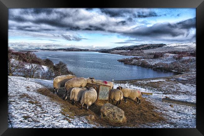 Sheep feeding in snowy landscape Scotland Framed Print by Jacqi Elmslie