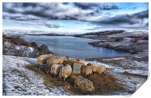 Sheep feeding in snowy landscape Scotland Print by Jacqi Elmslie
