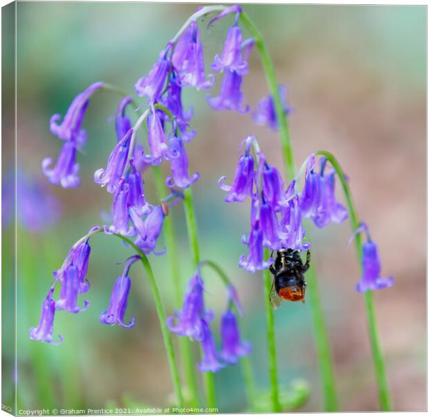 Bumble bee visiting bluebells Canvas Print by Graham Prentice