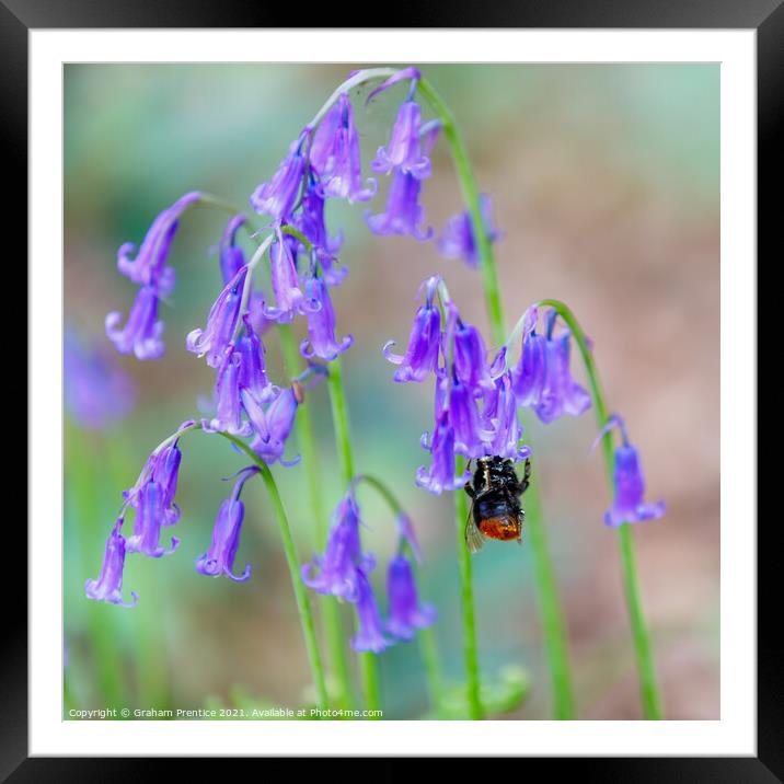 Bumble bee visiting bluebells Framed Mounted Print by Graham Prentice