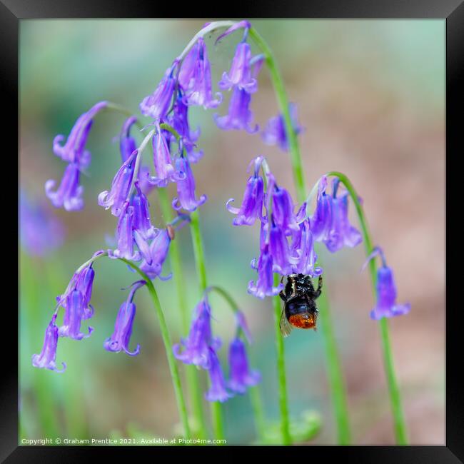 Bumble bee visiting bluebells Framed Print by Graham Prentice