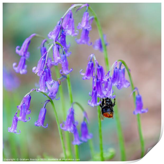 Bumble bee visiting bluebells Print by Graham Prentice
