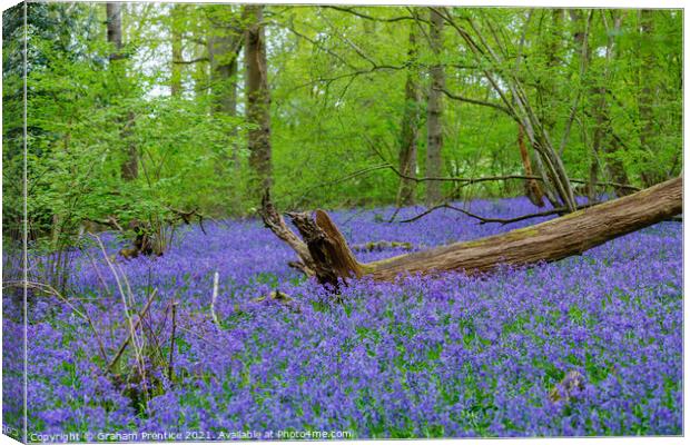 Bluebell Woods Canvas Print by Graham Prentice