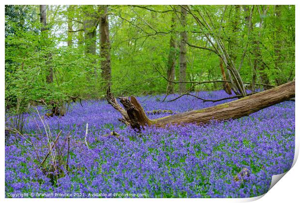 Bluebell Woods Print by Graham Prentice