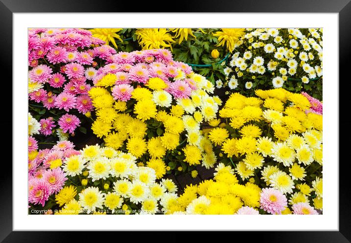 a set of white, yellow and purple chrysanthemums Framed Mounted Print by daniele mattioda