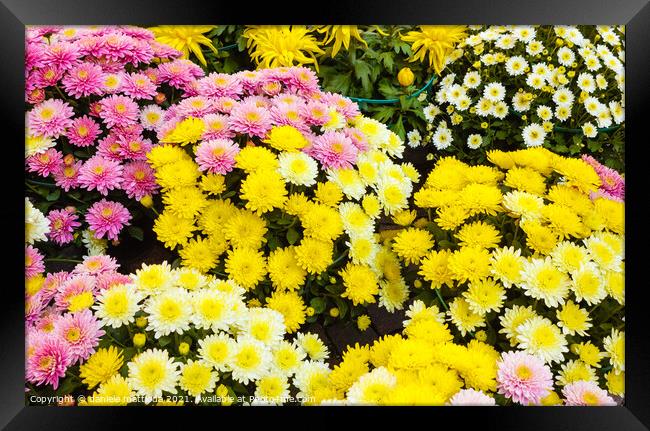 a set of white, yellow and purple chrysanthemums Framed Print by daniele mattioda