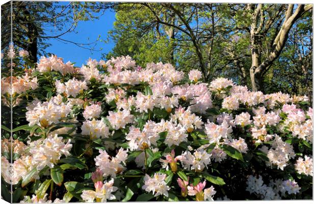 Rhododendrons under a blue sky Canvas Print by Jim Jones