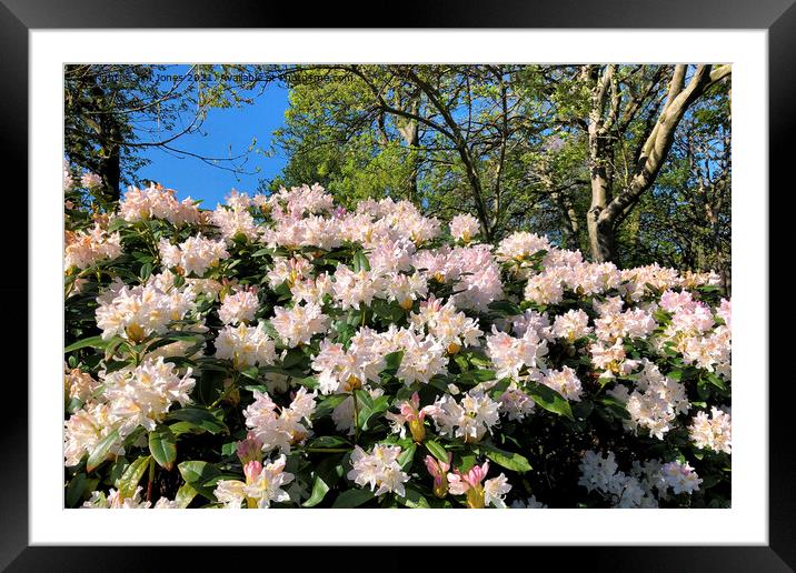 Rhododendrons under a blue sky Framed Mounted Print by Jim Jones