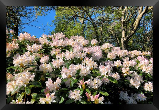 Rhododendrons under a blue sky Framed Print by Jim Jones