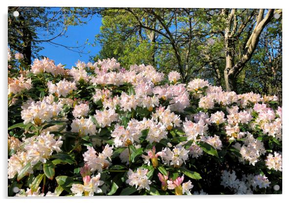 Rhododendrons under a blue sky Acrylic by Jim Jones