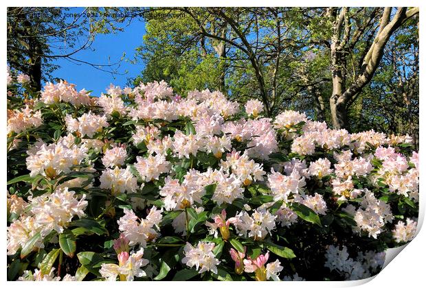 Rhododendrons under a blue sky Print by Jim Jones