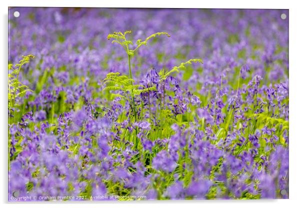Ferns Amongst Bluebells Acrylic by Graham Prentice