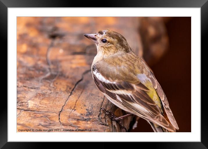 Little bird resting on a piece of wood Framed Mounted Print by Csilla Horváth