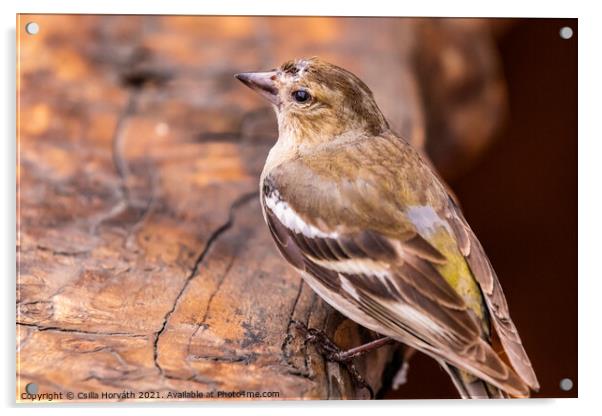 Little bird resting on a piece of wood Acrylic by Csilla Horváth