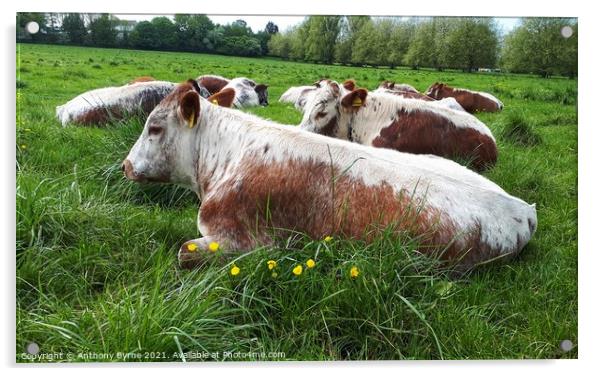 Lazy Cow Acrylic by Anthony Byrne