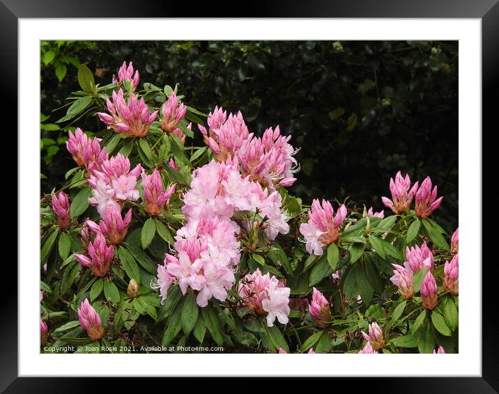 Pink Rhododendron flowers and buds Framed Mounted Print by Joan Rosie