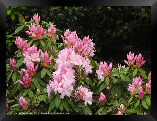 Pink Rhododendron flowers and buds Framed Print by Joan Rosie