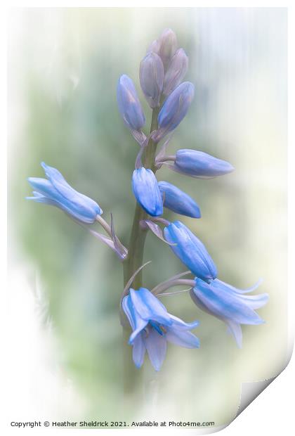 Bluebells in Spring Print by Heather Sheldrick