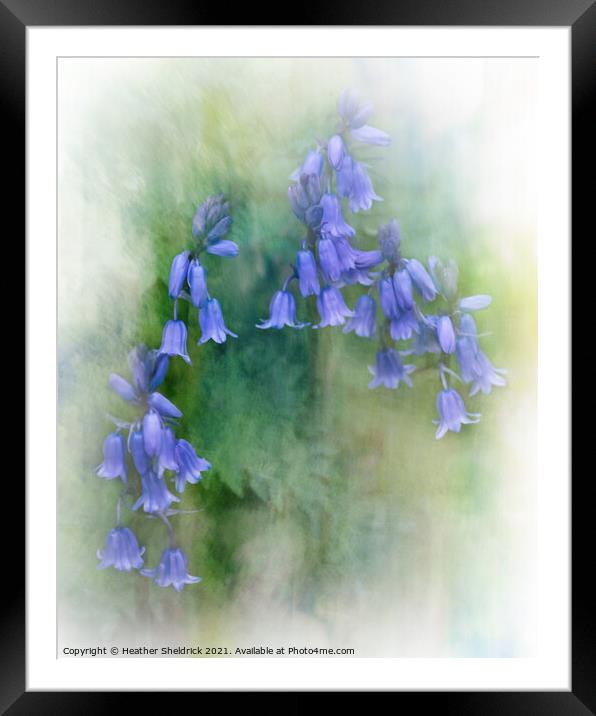Bunch of Bluebells Framed Mounted Print by Heather Sheldrick