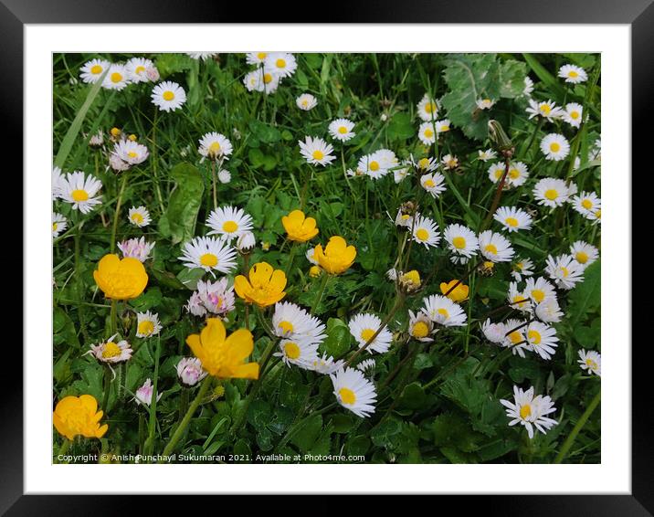 Bellis Annua, the annual daisy, is a plant species in the genus Bellis. Framed Mounted Print by Anish Punchayil Sukumaran