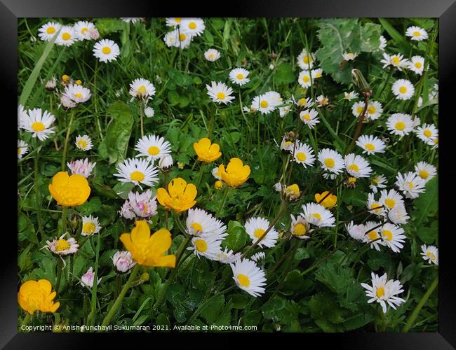 Bellis Annua, the annual daisy, is a plant species in the genus Bellis. Framed Print by Anish Punchayil Sukumaran