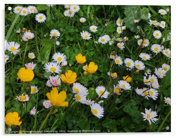 Bellis Annua, the annual daisy, is a plant species in the genus Bellis. Acrylic by Anish Punchayil Sukumaran