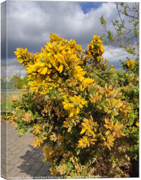 close up view of Ulex Europaeus or commonly known as gorse native to British island and western Europe Canvas Print by Anish Punchayil Sukumaran