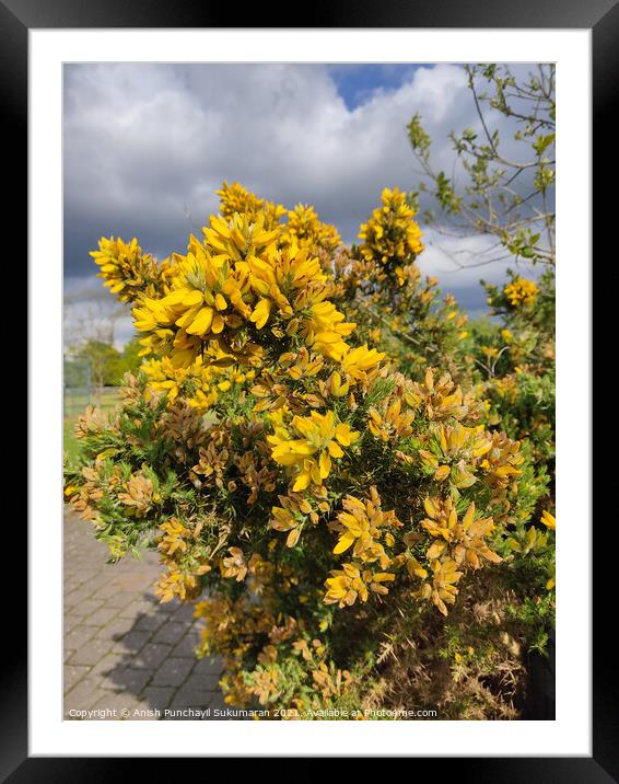 close up view of Ulex Europaeus or commonly known as gorse native to British island and western Europe Framed Mounted Print by Anish Punchayil Sukumaran