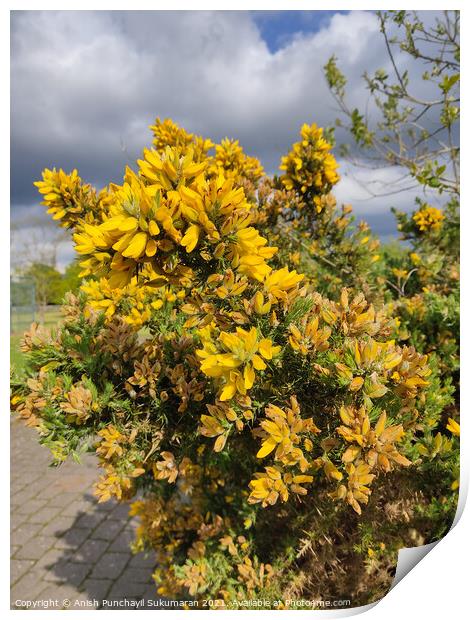 close up view of Ulex Europaeus or commonly known as gorse native to British island and western Europe Print by Anish Punchayil Sukumaran