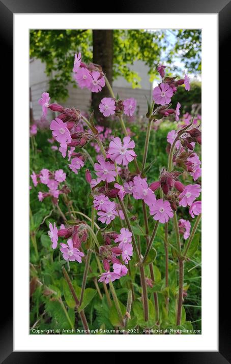 close up view of Silene dioica, known as red campion and red catchfly Framed Mounted Print by Anish Punchayil Sukumaran