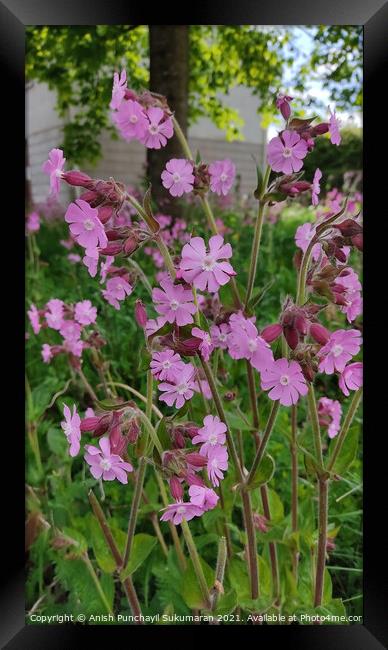 close up view of Silene dioica, known as red campion and red catchfly Framed Print by Anish Punchayil Sukumaran